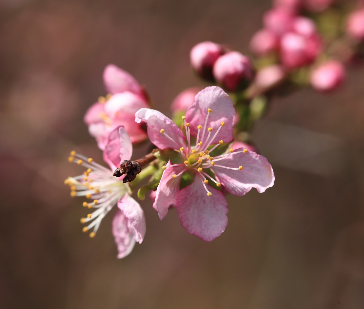 afdeling, blomst, plante, frugt, bær, blad, blomst, kronblad, Busk, mad, forår, høj, fremstille, parkere, botanik, lyserød, flora, cherry blossom, wildflower, tæt på, Køligt billede, japansk, Busk, 5d, ansættelser, japonica, orientalsk, MarkII, prunus, kirsebær, Hej, res, løsning, Chiba, Sodegaura, sodegaurakouen, cerasusjaponica, makrofotografering, blomstrende plante, rosenfamilien, jord plante