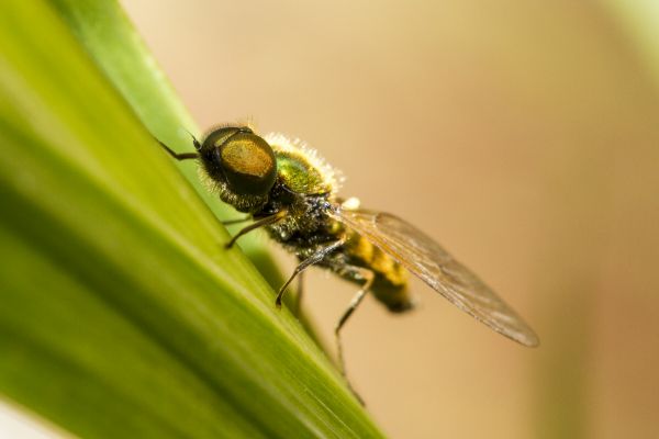 natura, fotografia, fiore, volare, verde, insetto