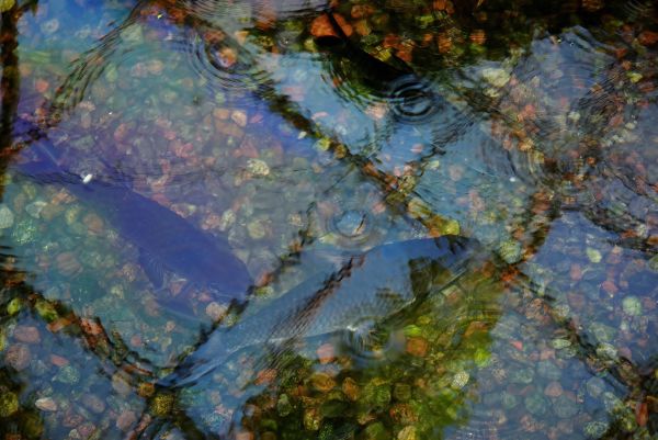 Wasser,Natur,Teich,Betrachtung,Makro,Herbst