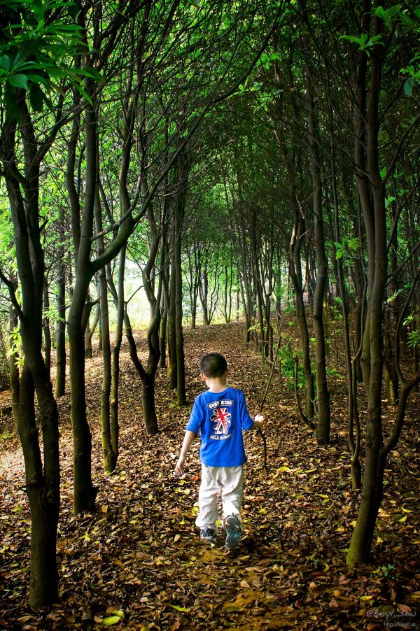 albero, natura, foresta, a passeggio, natura selvaggia, montagna