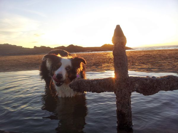 beach,sea,sunset,morning,dog,evening