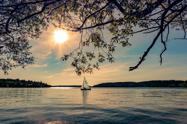 sea,tree,water,nature,ocean,outdoor