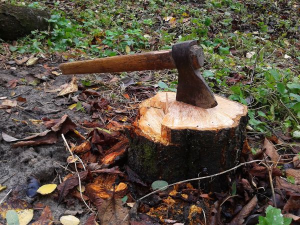 árbol,bosque,madera,el maletero,hoja,tocón