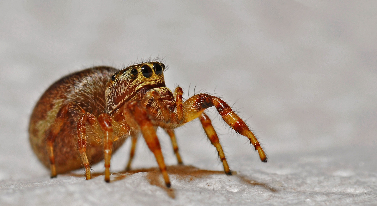 natur, fotografi, djur-, insekt, makro, fauna, ryggradslös, närbild, Spindel, arachnid, makrofotografering, artropod, arachnophobia, araneus, orb vävaren spindel