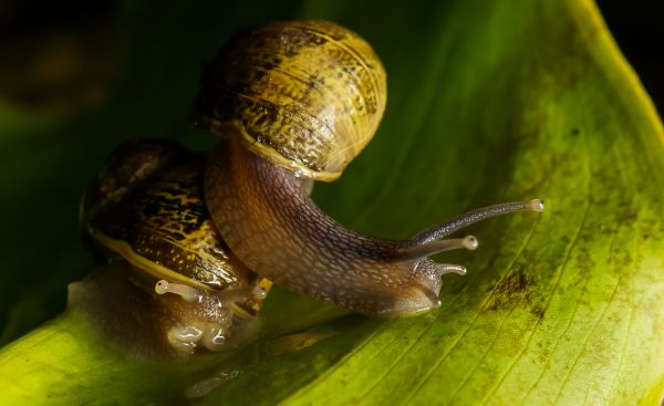 naturaleza, fotografía, foto, fauna silvestre, verde, macro