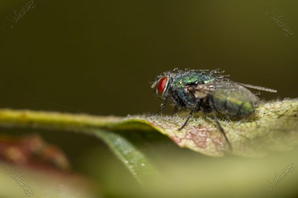 doğa, bokeh, fotoğrafçılık, uçmak, yeşil, çiy