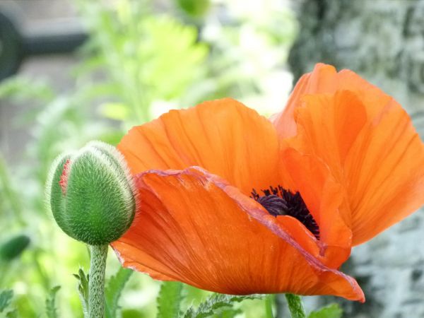 natuur, bloesem, fabriek, veld-, bloem, blad