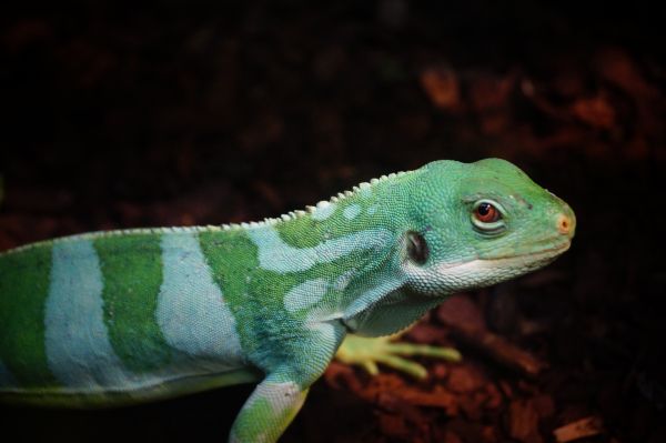 animais selvagens, jardim zoológico, verde, réptil, Iguana, fauna