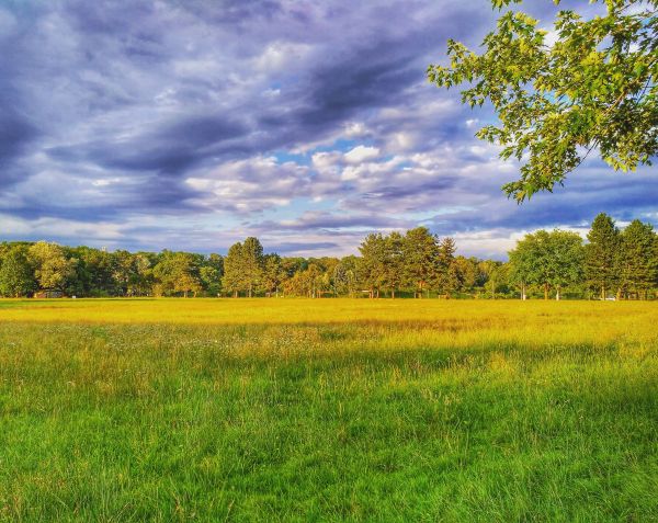 paesaggio, albero, natura, erba, orizzonte, pianta