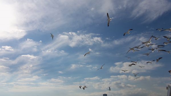 Meer, Natur, Vogel, Flügel, Himmel, Wolke