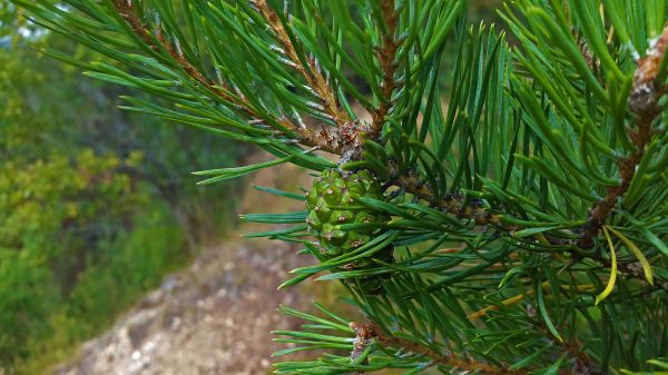 Baum,Natur,Wald,Ast,Pflanze,Holz