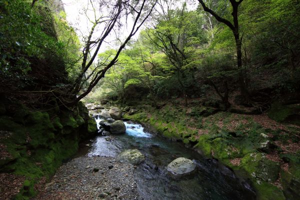 copac, natură, pădure, stâncă, pârâu, pustie