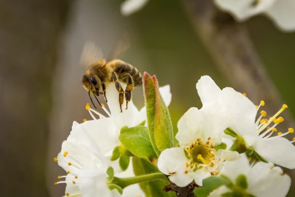 natur, gren, blomma, vinge, växt, fotografi