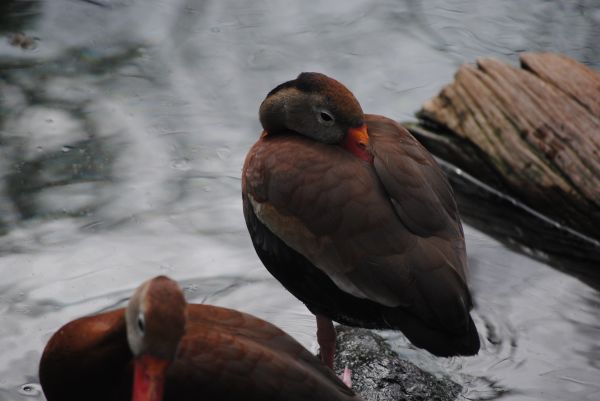 Wasser, Natur, Vogel, Schnee, Winter, Weiß