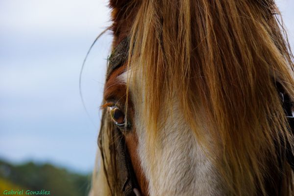 foto,paard,zoogdier,hengst,manen,detailopname