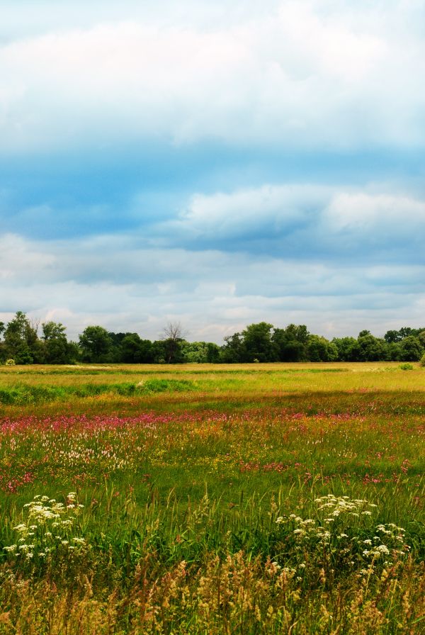 paesaggio, albero, natura, erba, orizzonte, palude