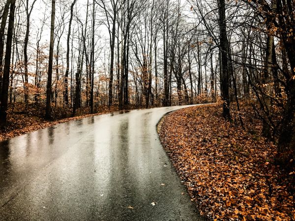 paesaggio, albero, natura, foresta, natura selvaggia, inverno