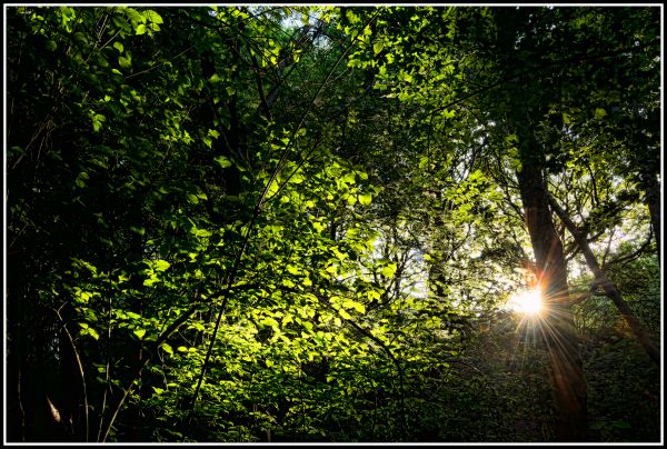 пейзаж, дърво, природа, гора, трева, клон