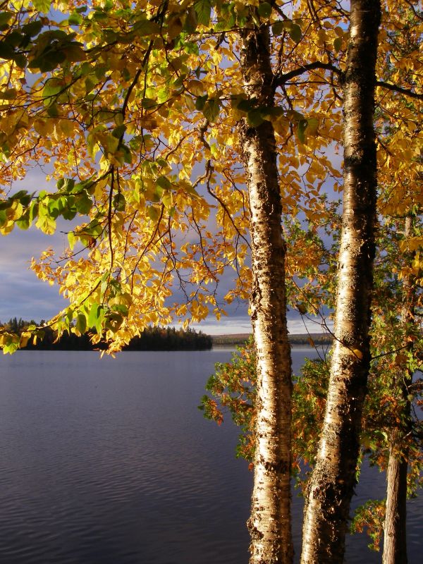 arbre,la nature,forêt,branche,eau,lumière