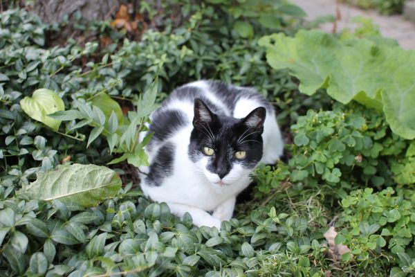 herbe,blanc,fleur,animal,mignonne,animal de compagnie