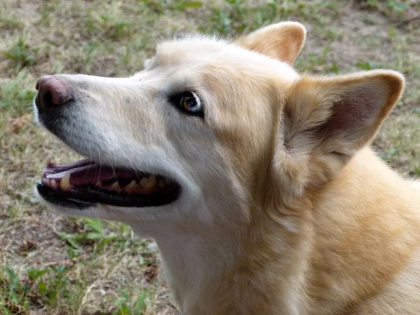 hund,canine,kjæledyr,pattedyr,blå,ulv