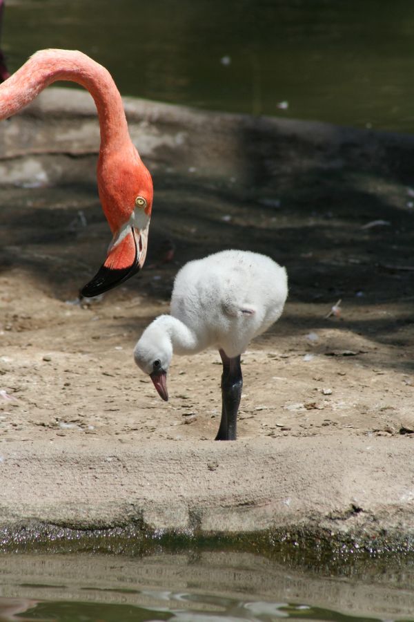 oiseau,faune,le bec,petit,rose,bébé