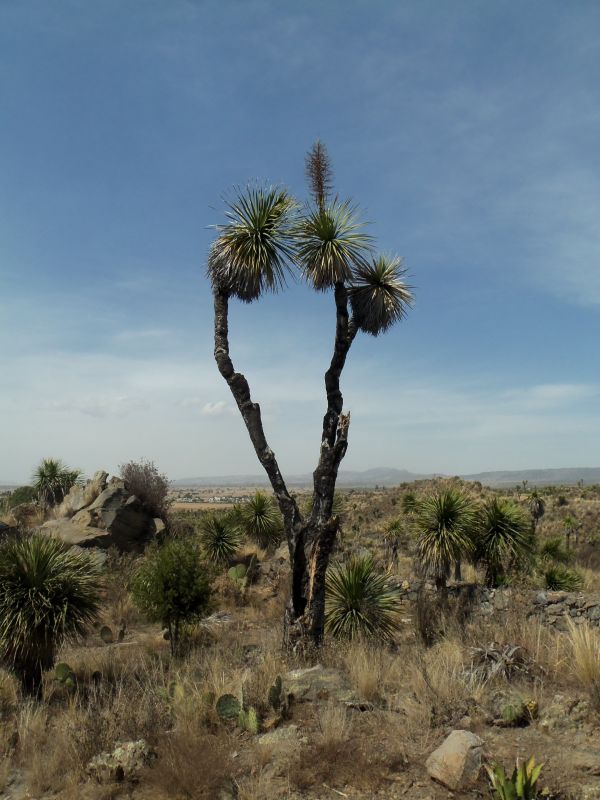 paesaggio,natura,albero,acqua,sentiero,erba