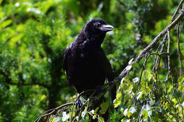 natur, gren, fågel, djur-, flyga, vilda djur och växter