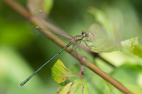 natureza, ao ar livre, asa, animais selvagens, selvagem, verde