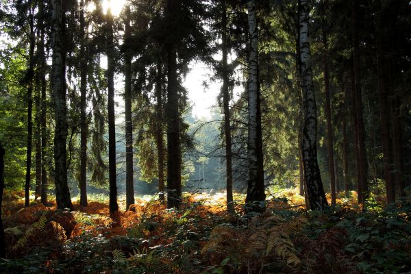 albero, natura, foresta, paesaggio, natura selvaggia, ramo