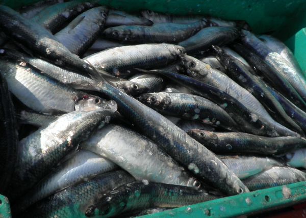 aliments, pêche, poisson, sardine, vertébré, Bonite