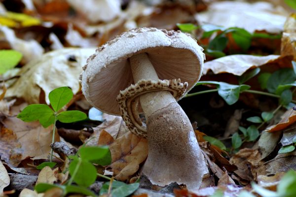 luonto, metsä, puun lehti, kukka, ruoka, leija