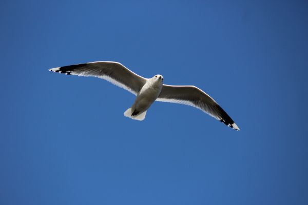 la nature, oiseau, aile, ciel, Oiseau de mer, en volant