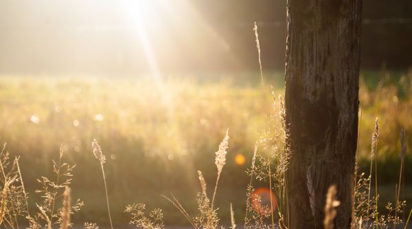 træ, natur, Skov, græs, lys, afdeling