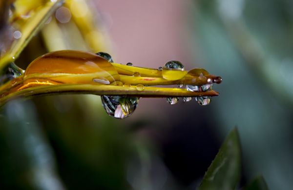 vand,natur,fotografering,bokeh,plante,blad