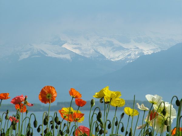 Bahar,kırmızı,kar,beyaz,hat,renkli