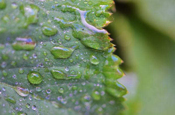 agua, naturaleza, césped, gotita, soltar, Rocío