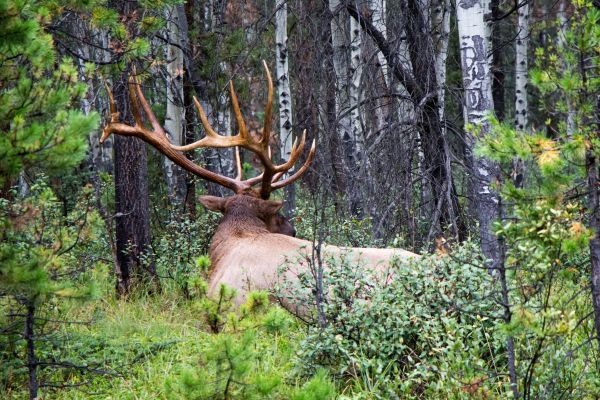 Natur, Wald, Tier, männlich, kreativ, Sommer-