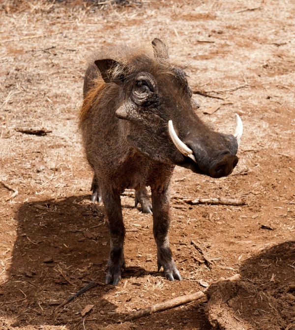 animais selvagens,chifre,mamífero,fauna,solo,savana