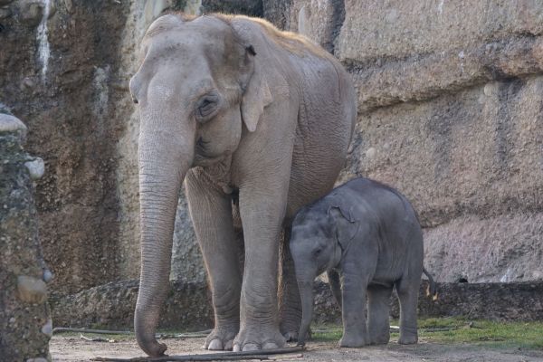 animais selvagens,jardim zoológico,mamífero,fauna,elefante,elefante bebê