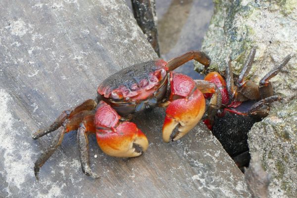 animal, Comida, biologia, frutos do mar, natureza, marisco