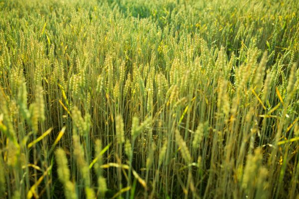 paysage, la nature, herbe, croissance, plante, ciel