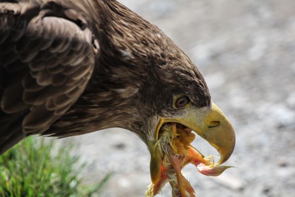 natuur,vogel,wildlife,eten,bek,adelaar