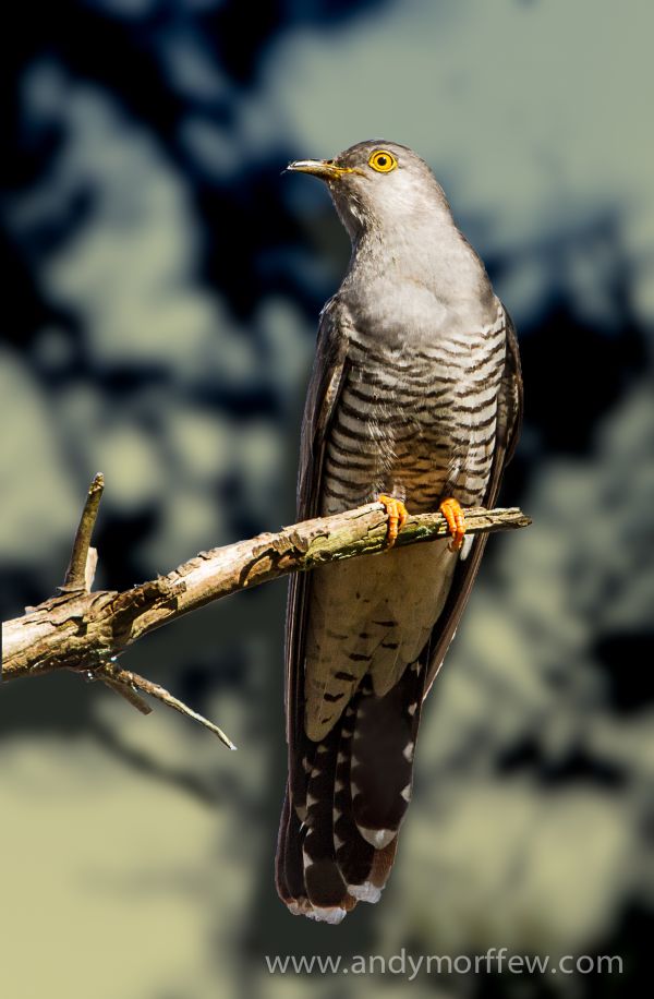 自然, ブランチ, 鳥, 翼, 男性, 野生動物