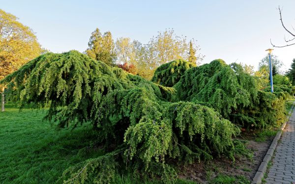 träd, växt, Thuya, träig växt, biome, buske