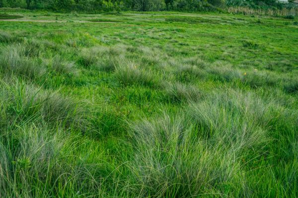 gras,moeras,veld-,weide,fabriek,gazon