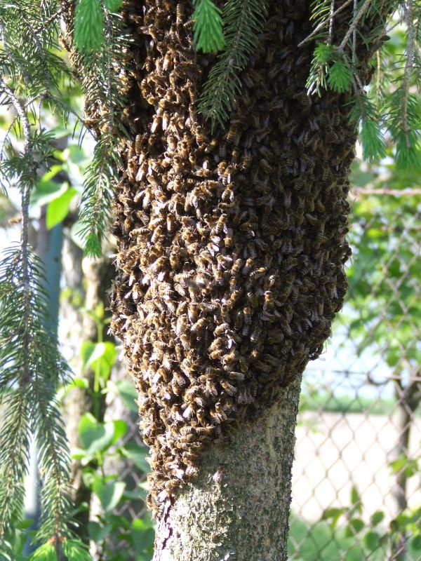 pola, serangga, fauna, invertebrata, pohon, botani