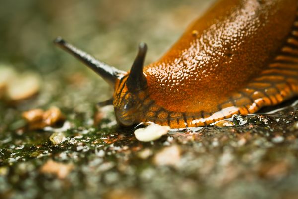 Natura,gałąź,fotografia,liść,zwierzę,dzikiej przyrody