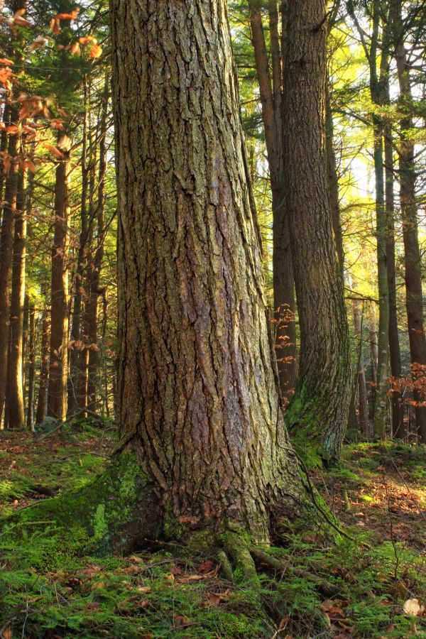 träd,natur,skog,gren,vinter-,växt