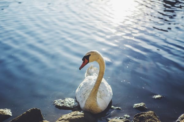 sea,water,nature,bird,white,lake